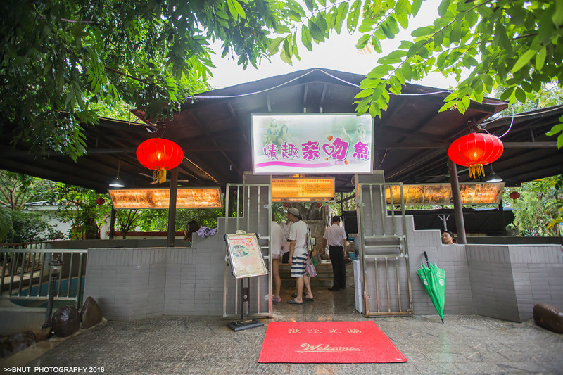 親吻魚