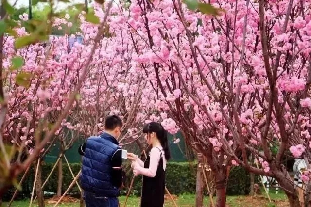 大觀園春節一大波福利來襲，櫻花、恐龍展、千畝花海一應俱全！